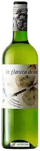 Wijnmakerij La Flauta de Bartolo - Blanco